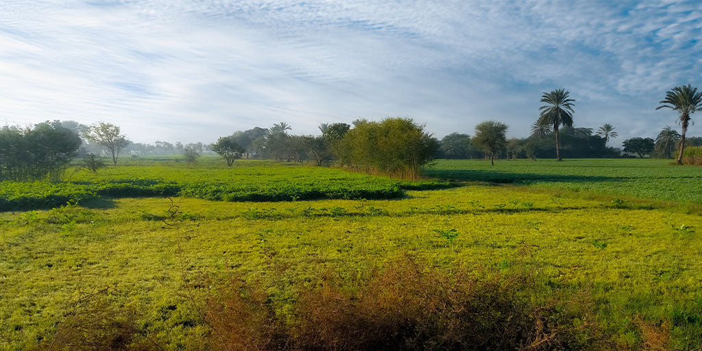 Field Landscape