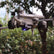 DSLRPros Air Drop System for DJI Matrice 4T / Matrice 4E